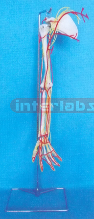 BIG LEFT ARM AND MAIN ARTERY, NERVE MODEL